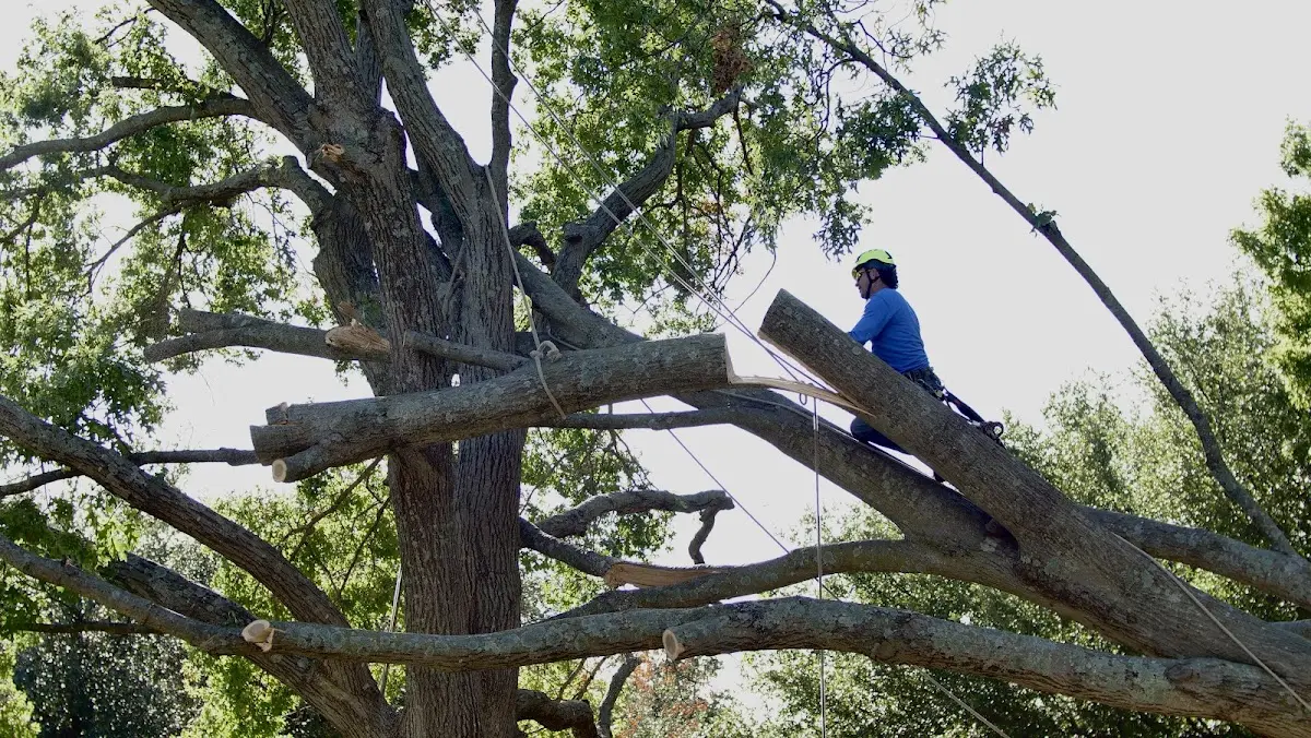 Professional Crown Thinning performed by certified arborists in Starks